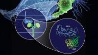 Illustration of a CAR T cell (green) engaging a cancer cell, CD19 (blue).